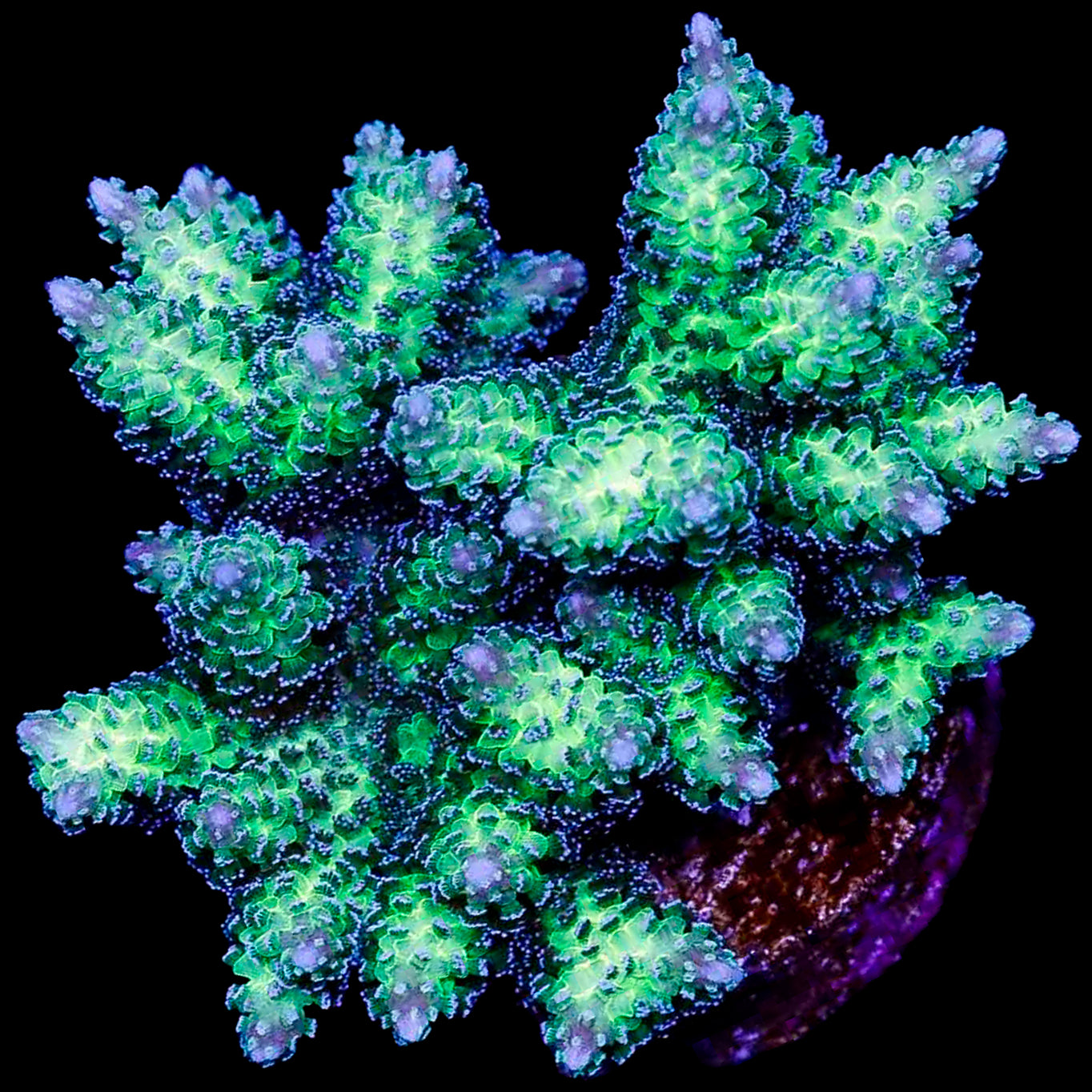 Queensland Sizzler Birdsnest Coral