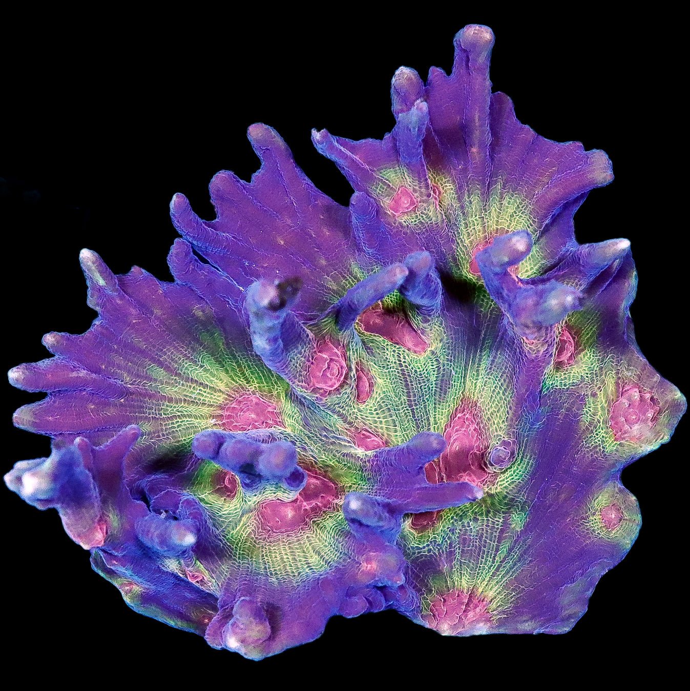 Rainbow Pectinia Coral Colony
