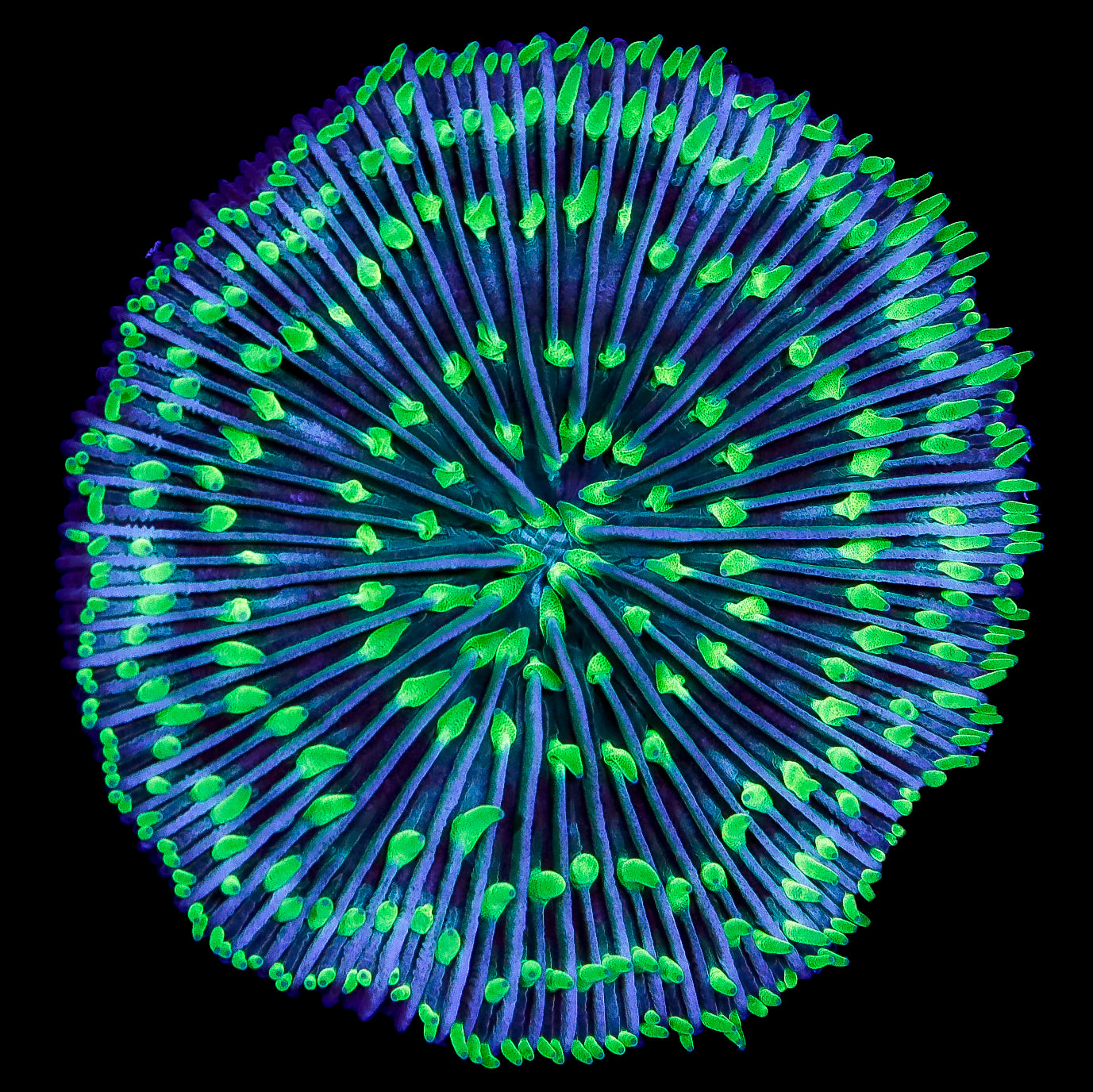 Neon Polyp Fungia Plate Coral