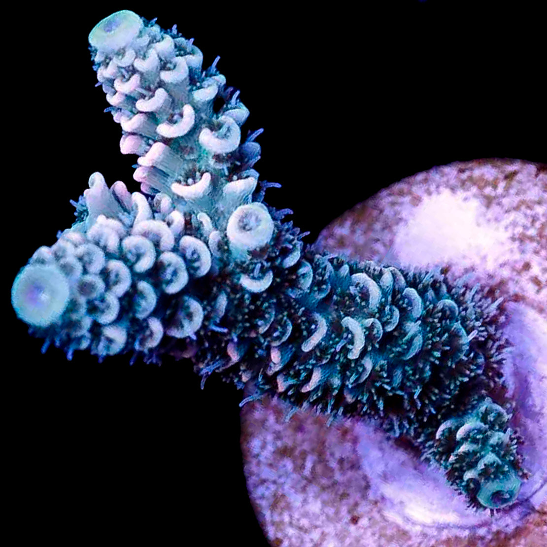 Blueberry Snowcone Acropora Tenuis