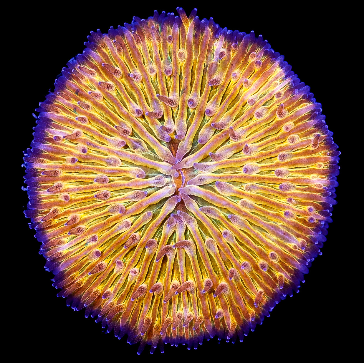 Orange Fungia Plate Coral