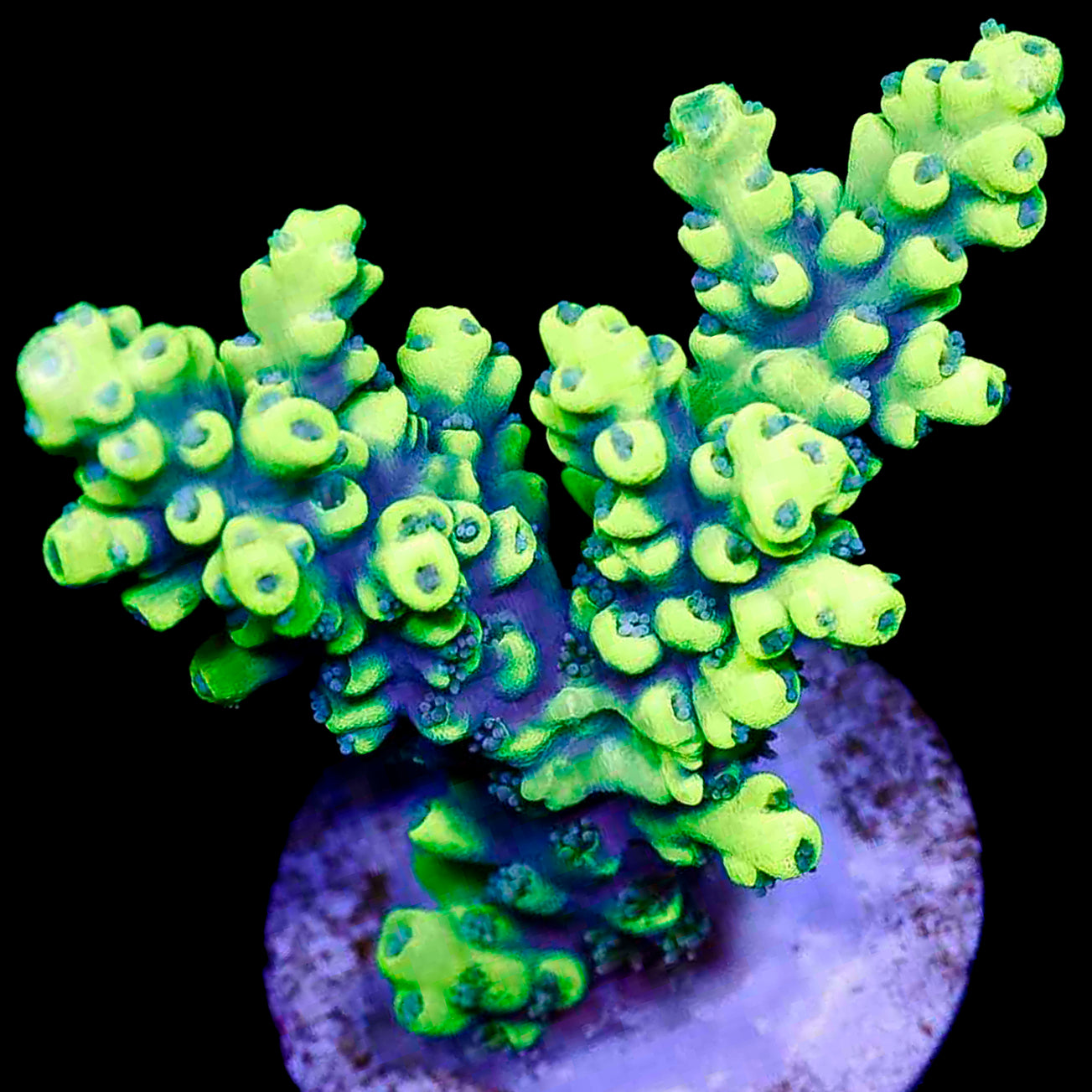 Aurora Acropora Coral