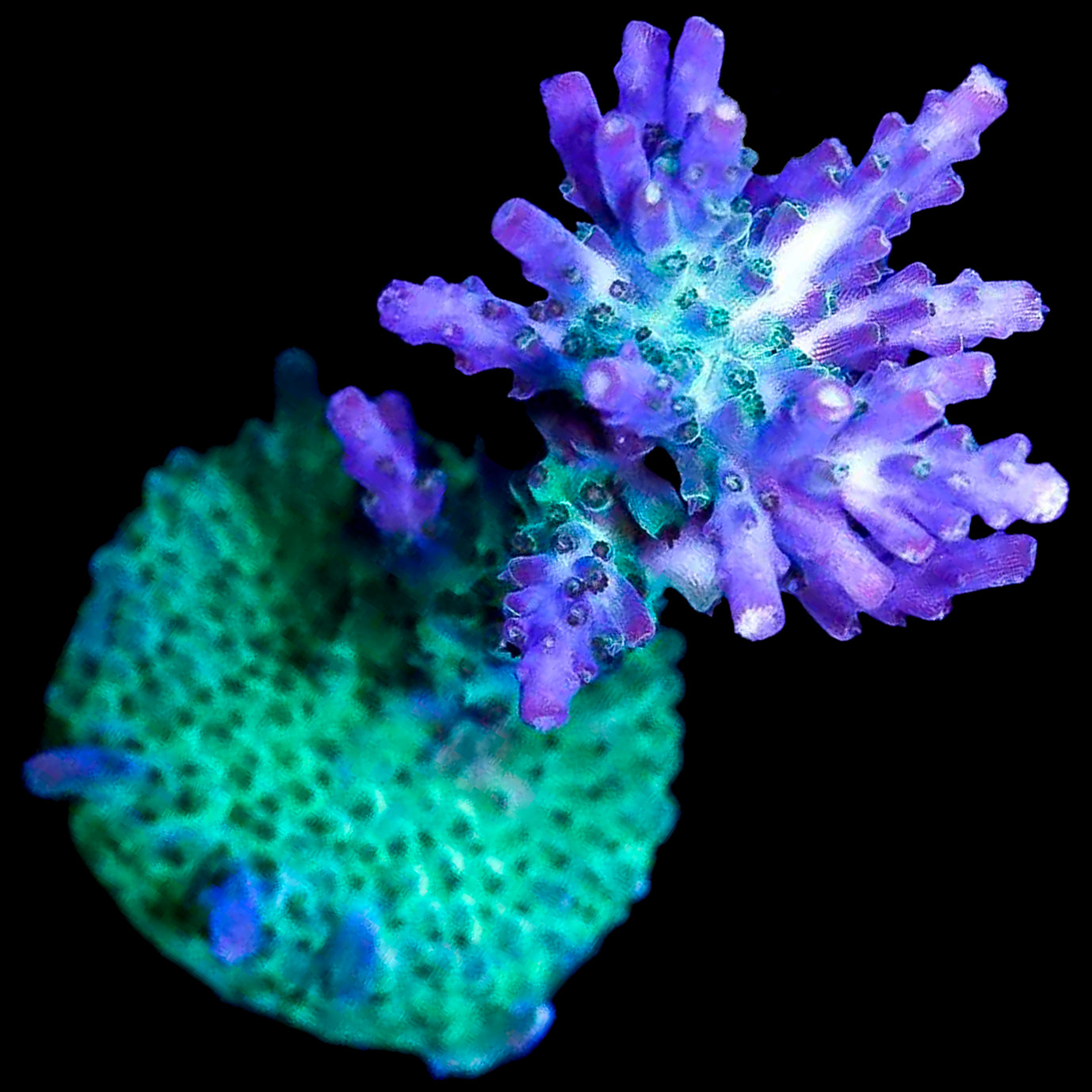 Gotham Sunset Acropora