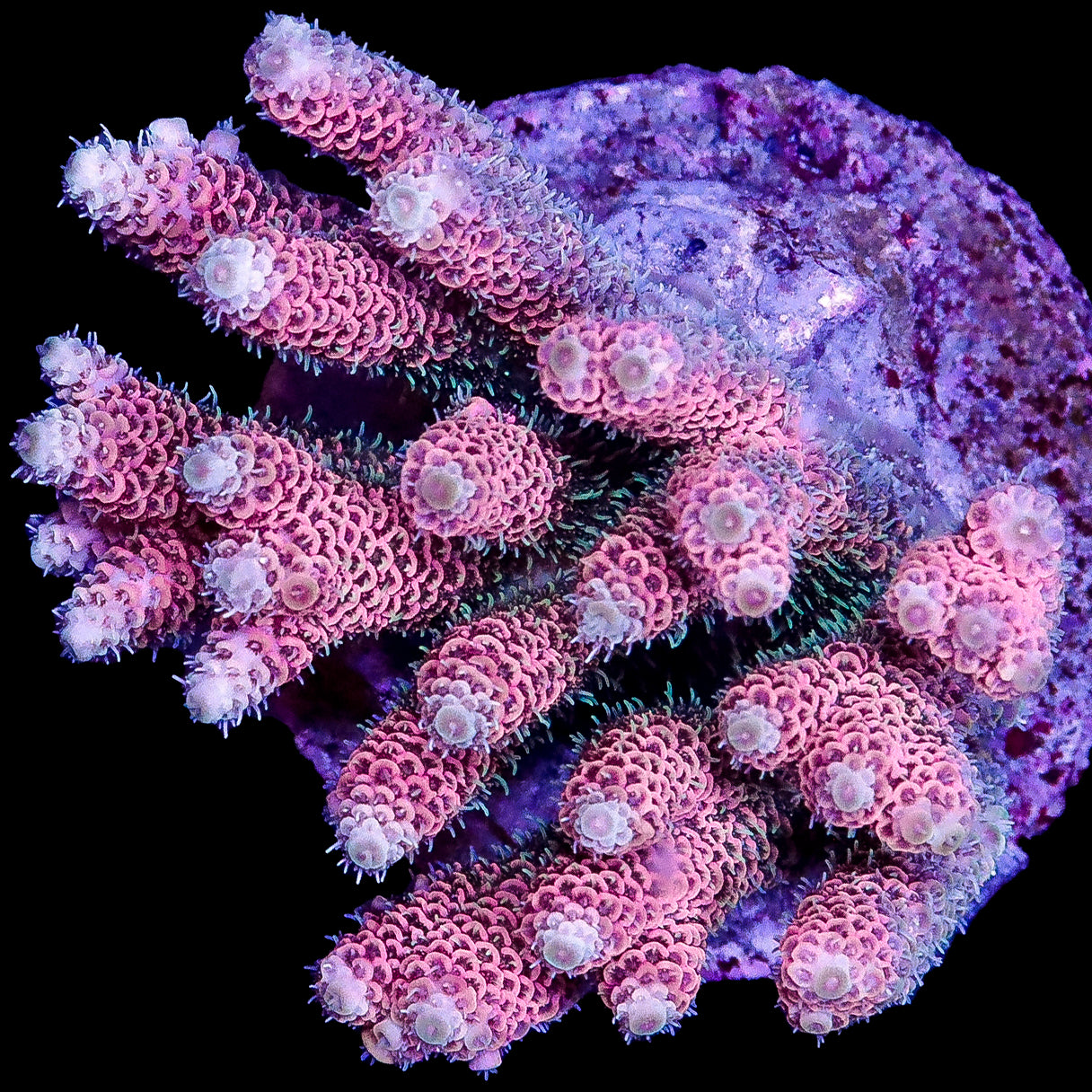 Raspberry Millepora Acropora Coral Colony