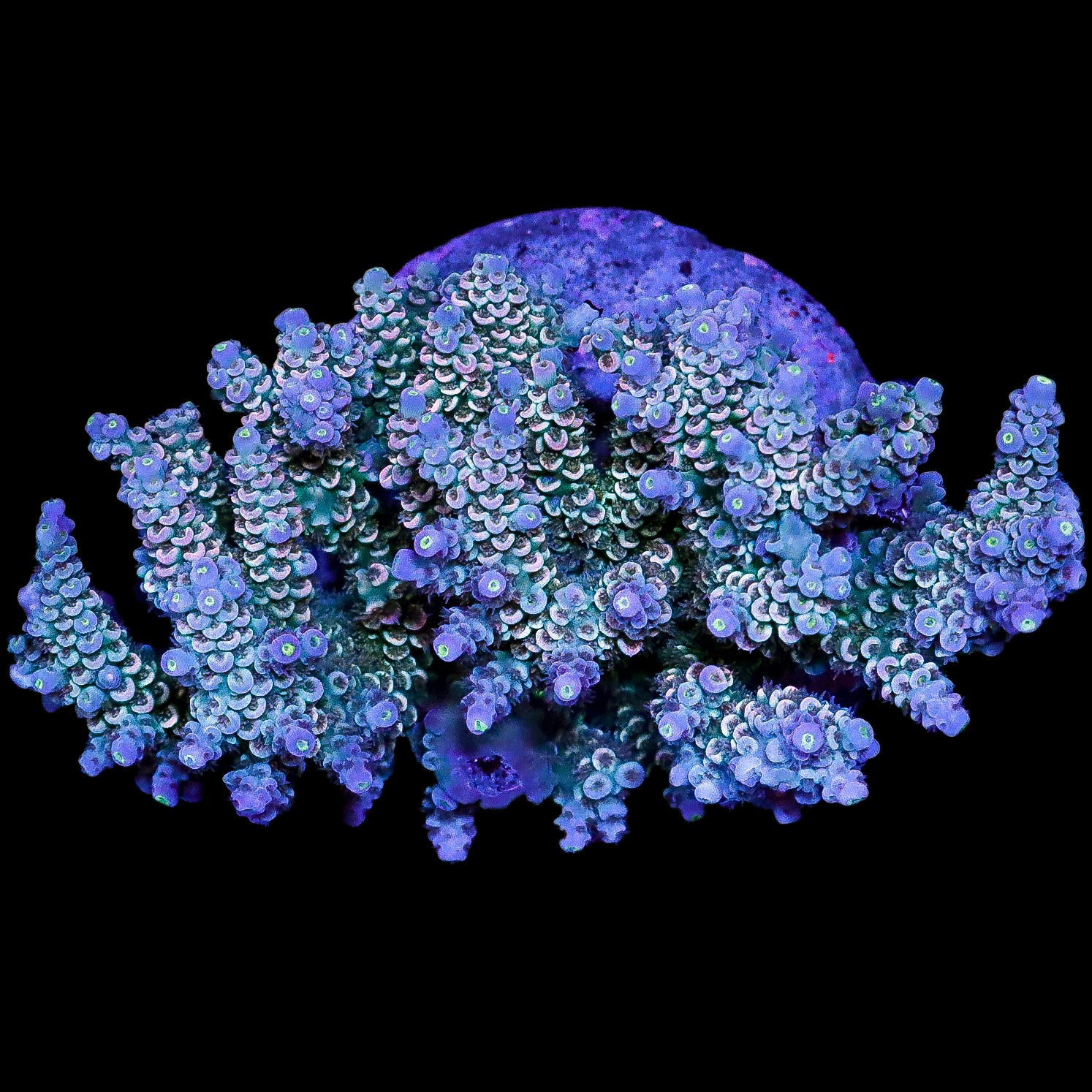 Ultra Indo Acropora Coral Colony