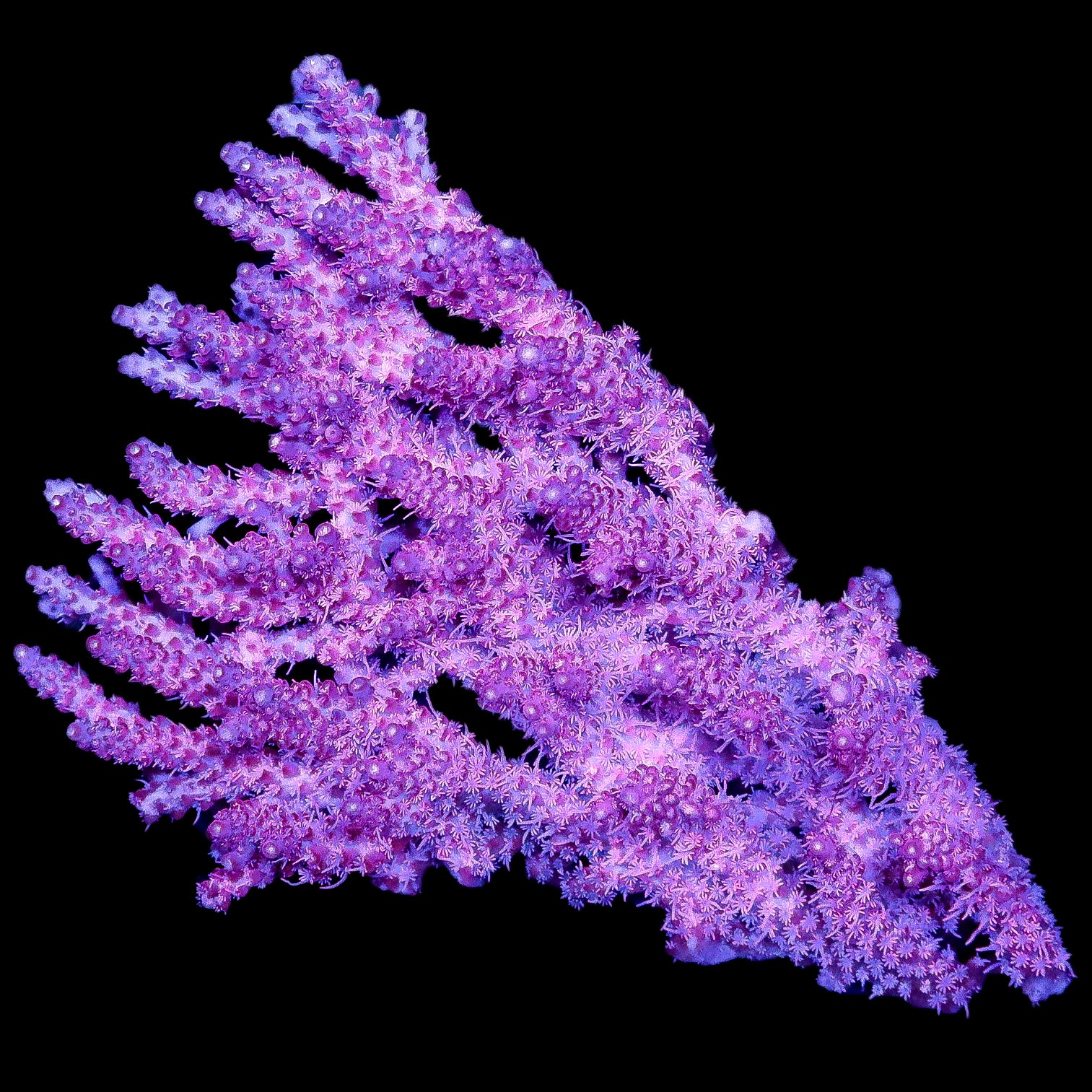 Ultra Aussie Table Acropora Coral Colony