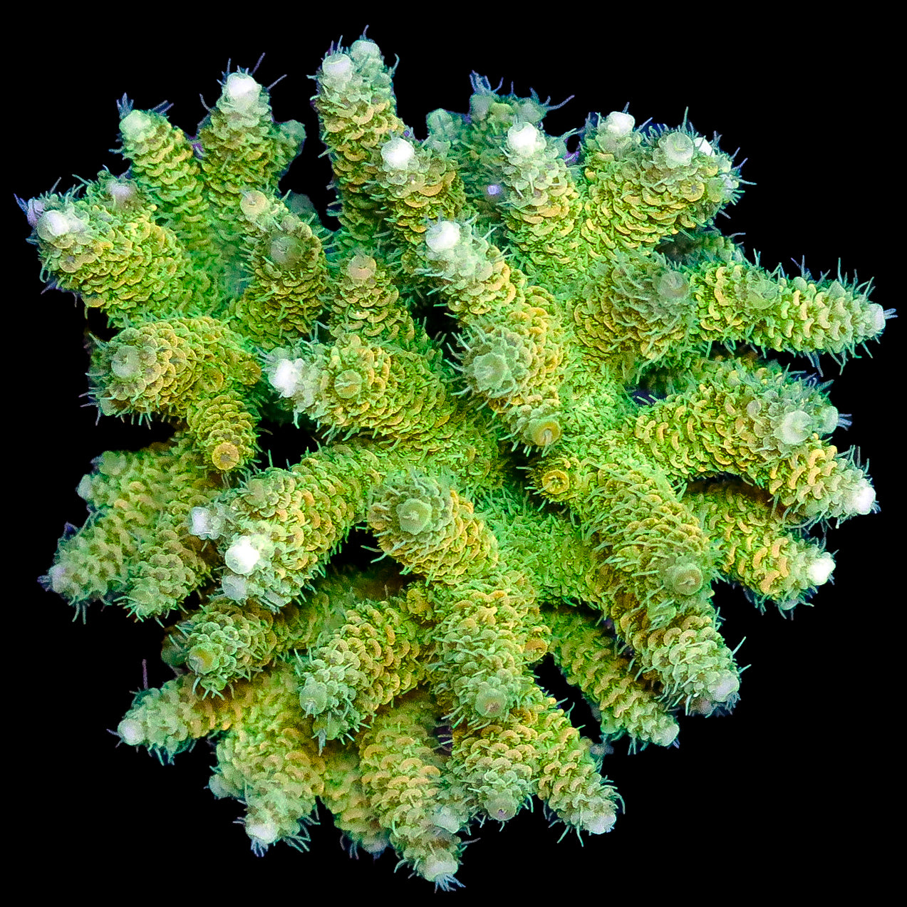 Sunshine Millepora Acropora Colony