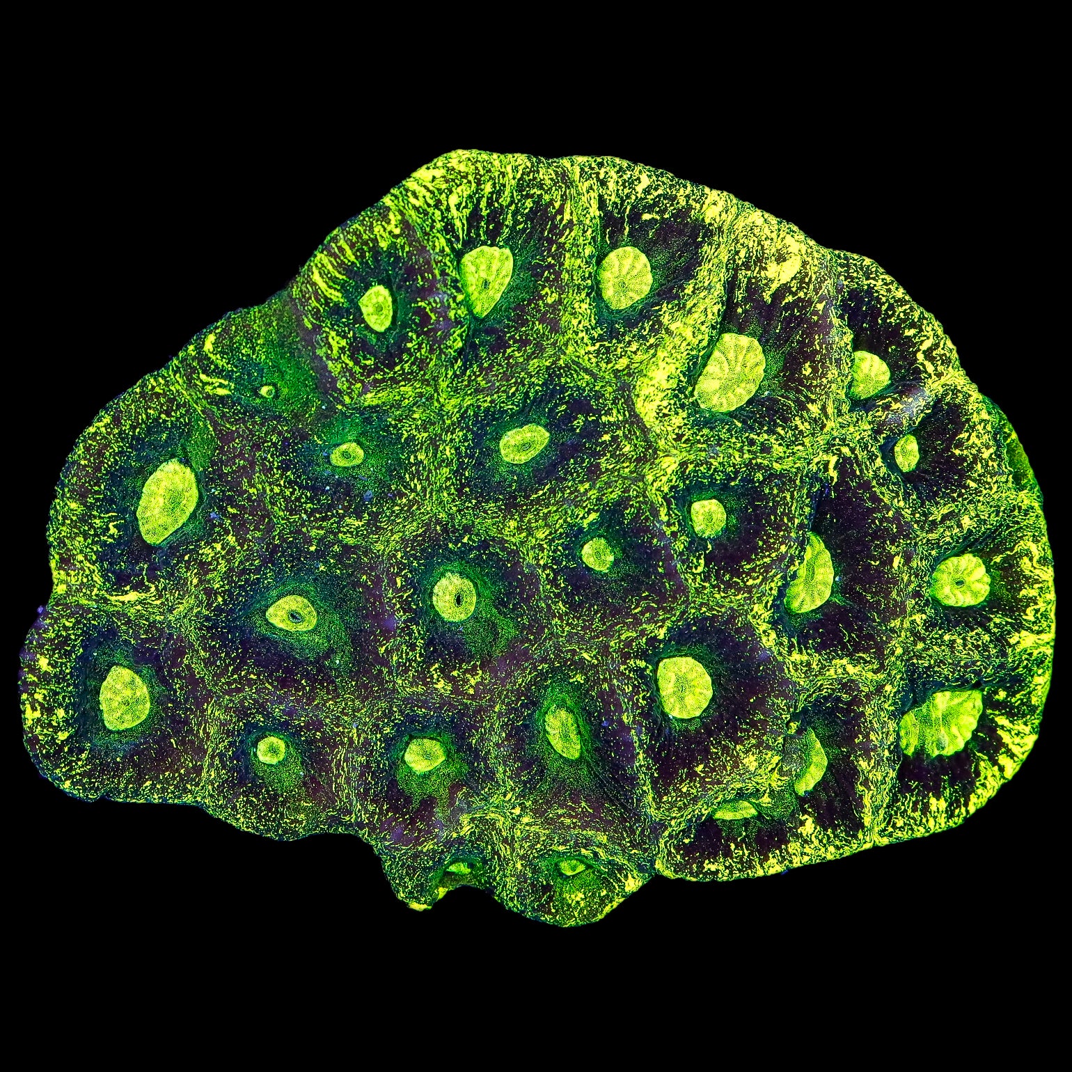 Splatter Goniastrea Coral Colony