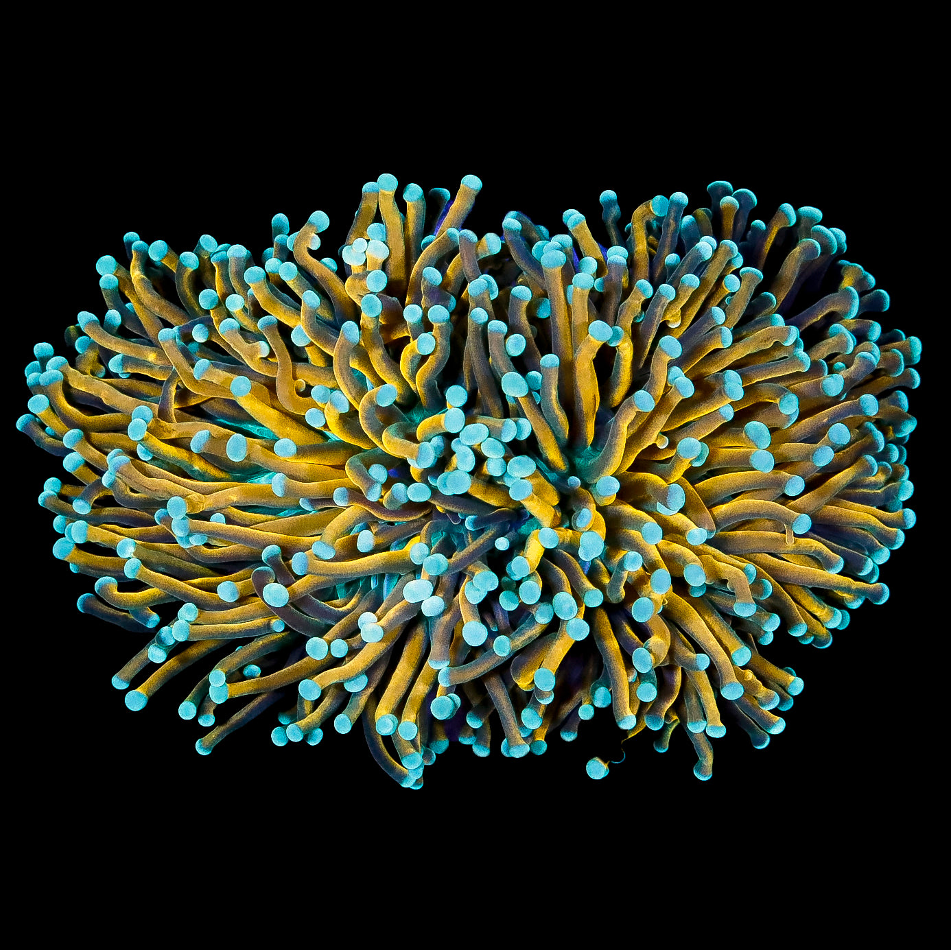 Sonic Gold Aussie Torch Coral