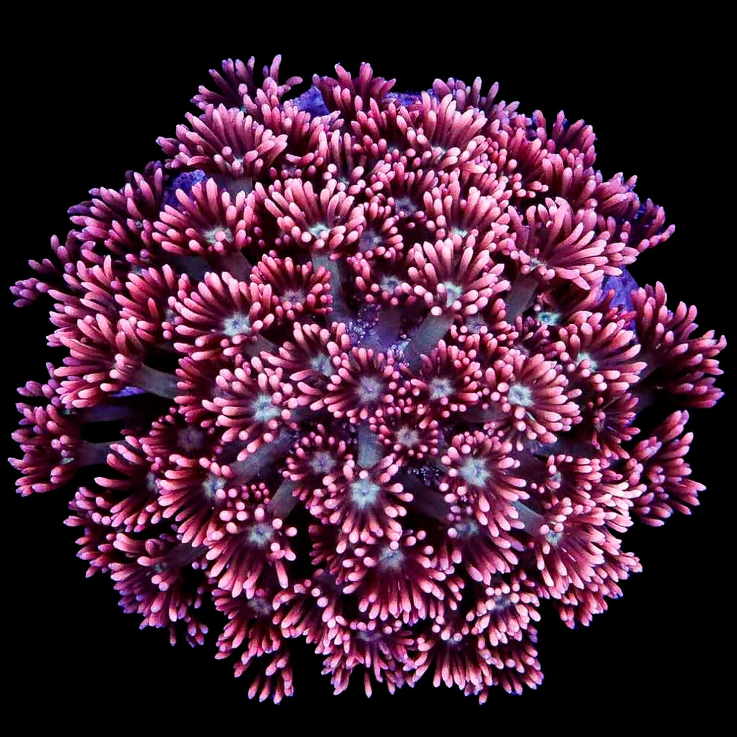 Ultra Pink Goniopora Coral Colony