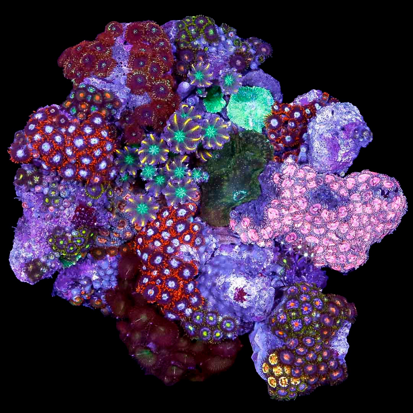 Rainbow Zoanthid Colony