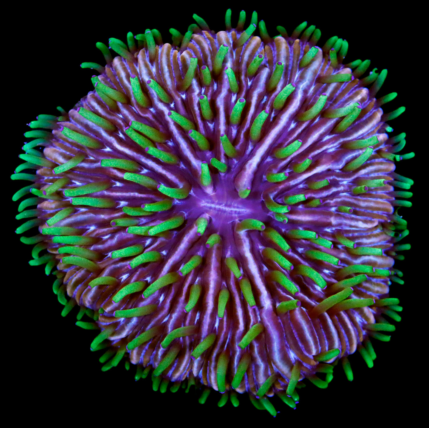 Ultra Green Bubble Coral