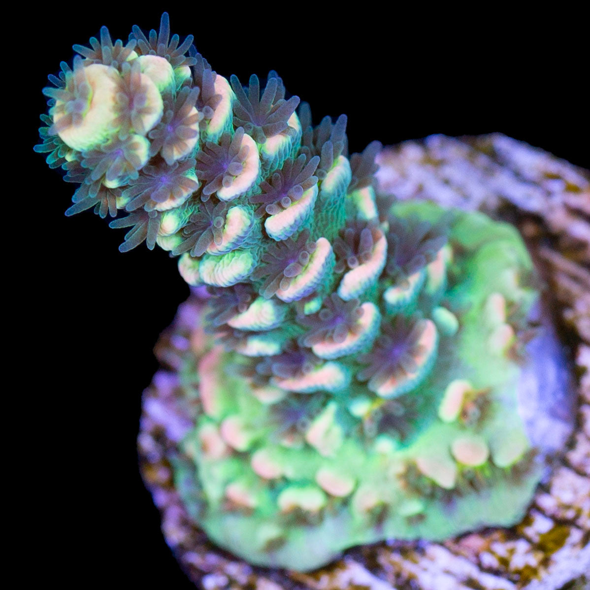 Acropora Coral for Sale, Buy Live Coral for Sale