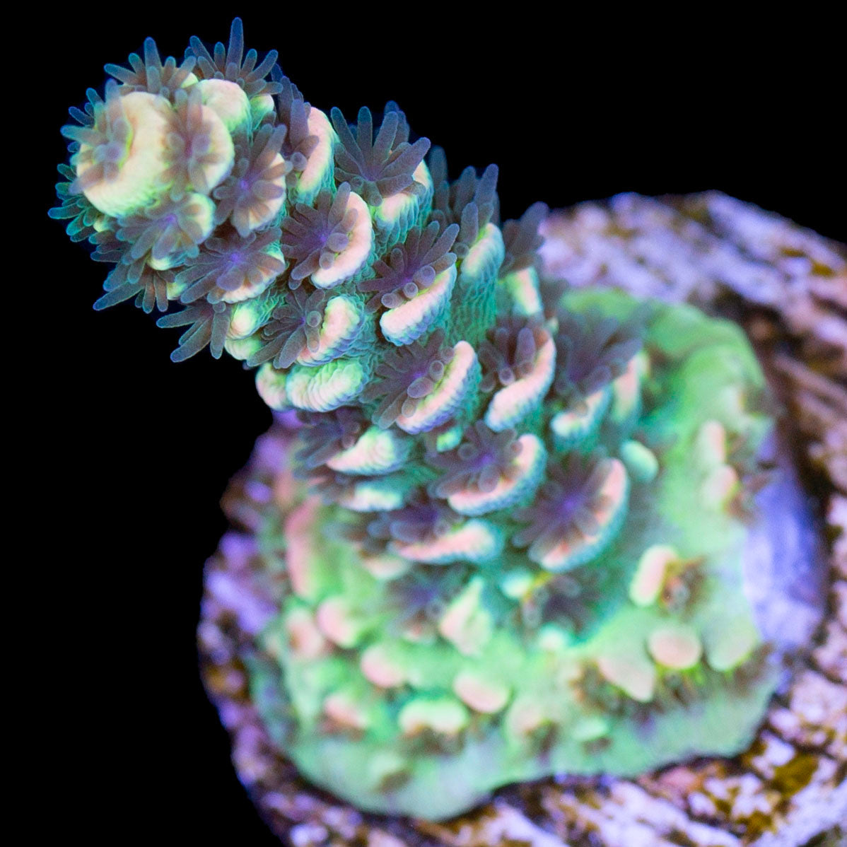 BK Chem Fruit Loops Acropora Acropora Coral | Buy Live Coral for Sale ...