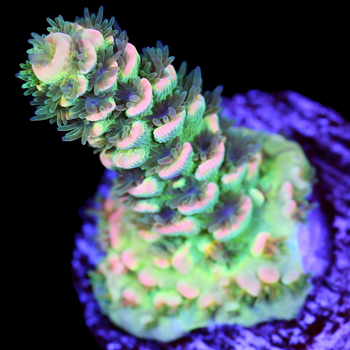 BK Chem Fruit Loops Acropora Acropora Coral | Buy Live Coral for Sale ...