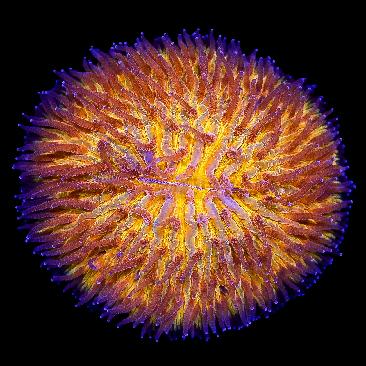 Sun God Fungia Plate Coral