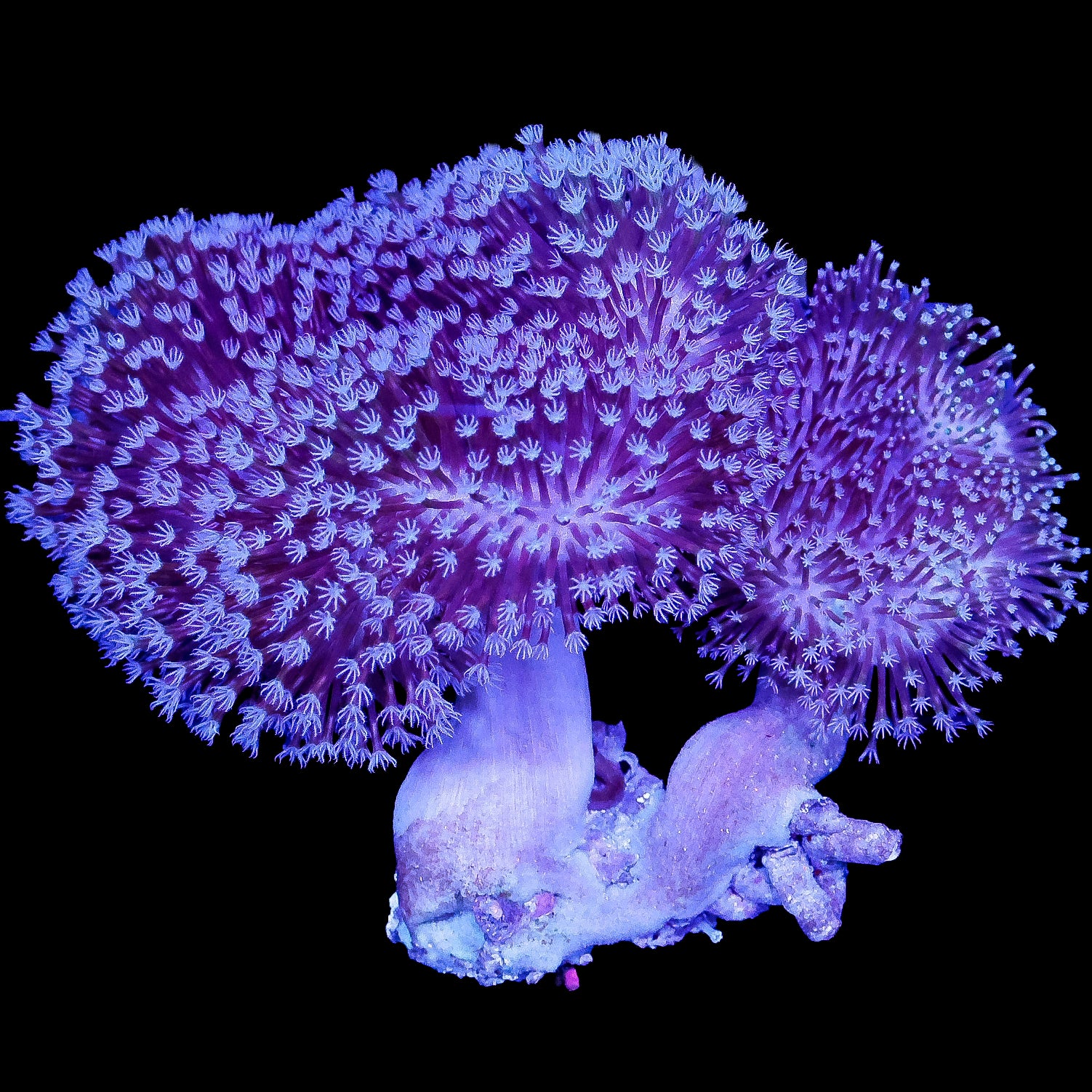 Aussie Toadstool Leather Coral Colony