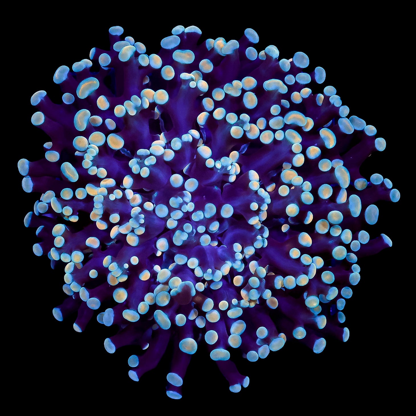 Ultra Aussie Kingspawn Coral Colony