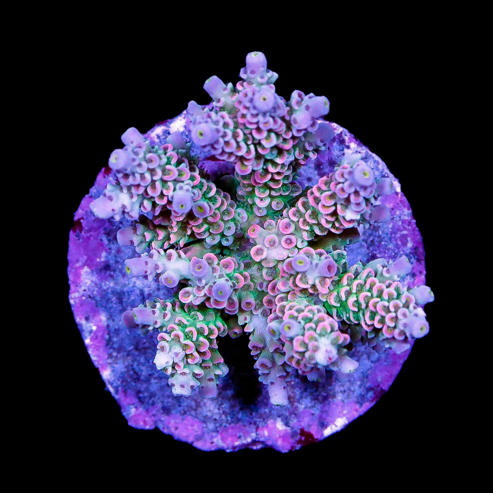 Rainbow Tenuis Acropora Coral Colony