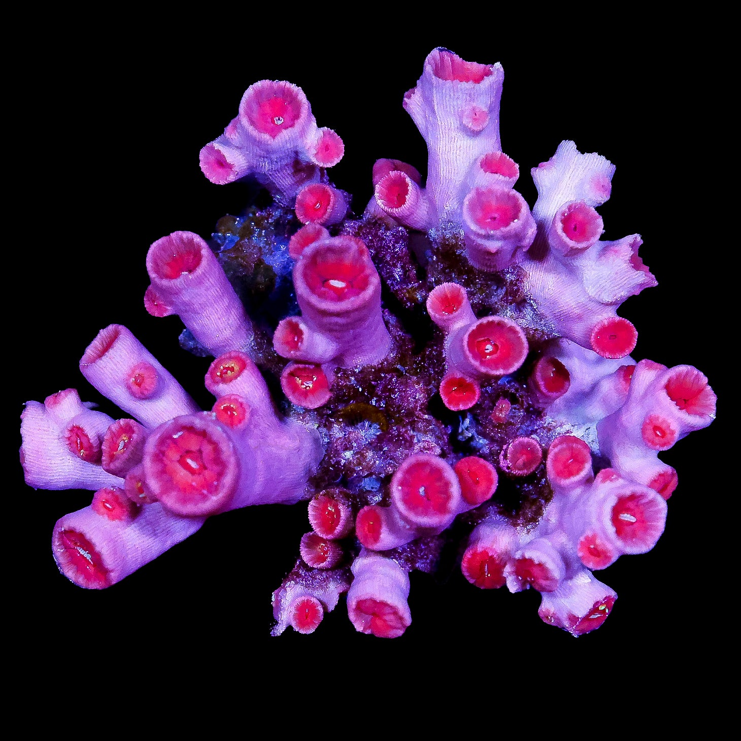 Aussie Dendrophyllia Coral Colony