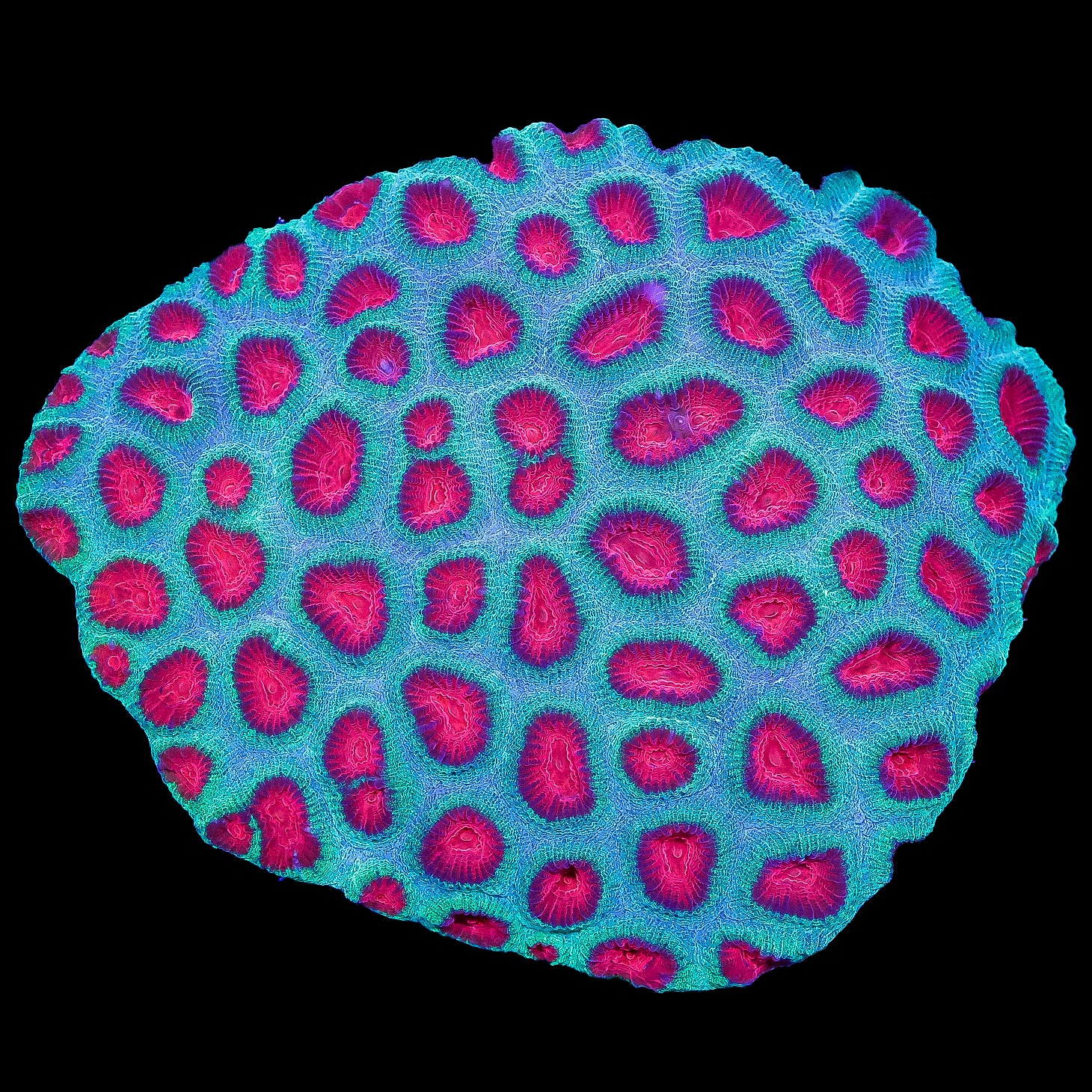 Red & Green Favia Coral Colony