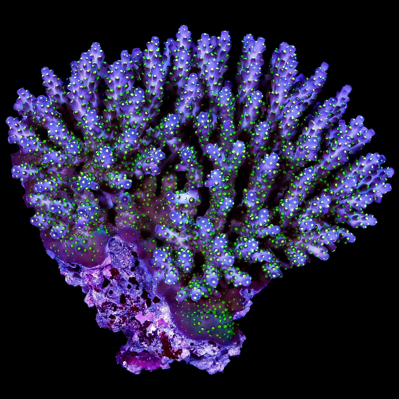 Ultra Aussie Tricolor Acropora Coral Colony