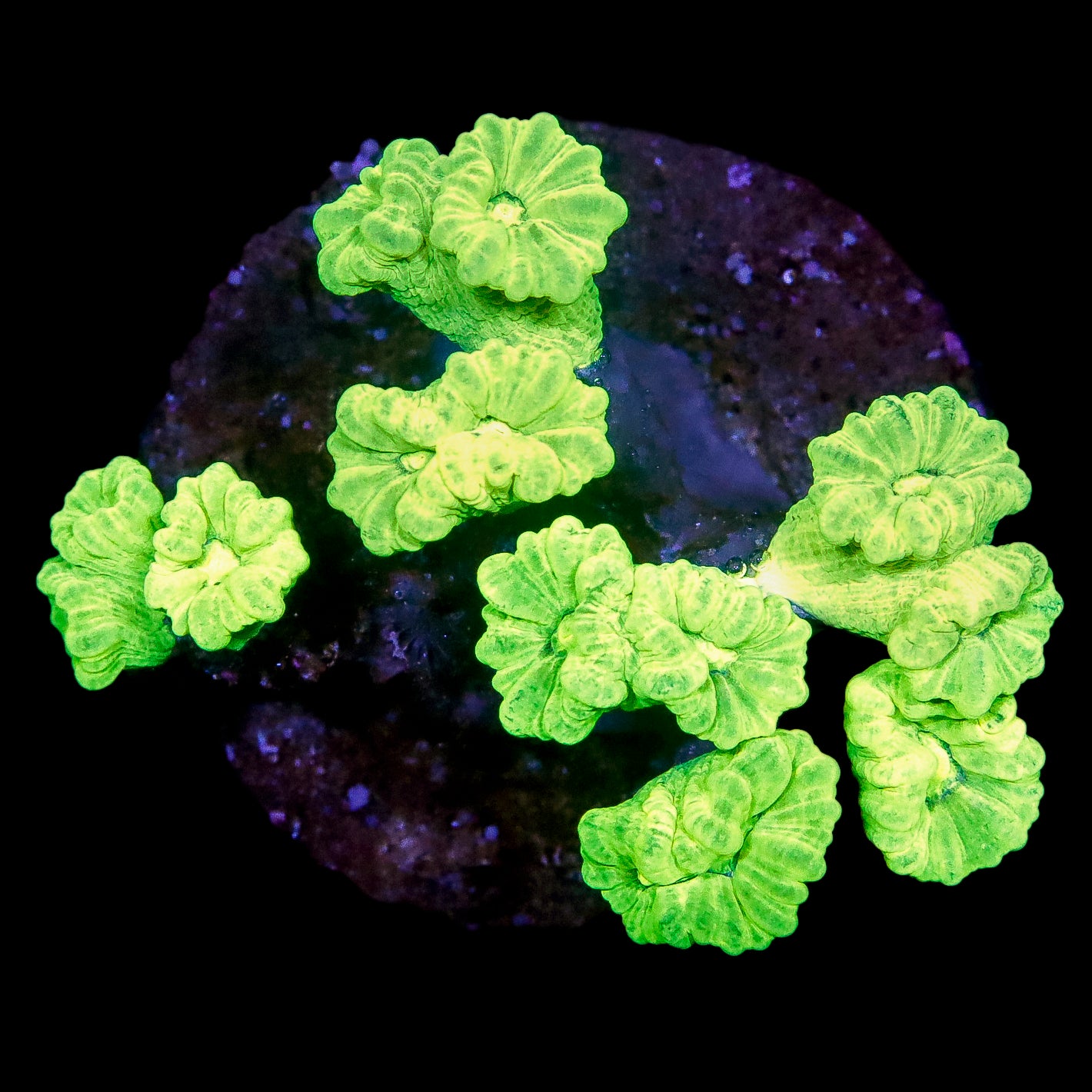 Kryptonite Candy Cane Coral Colony