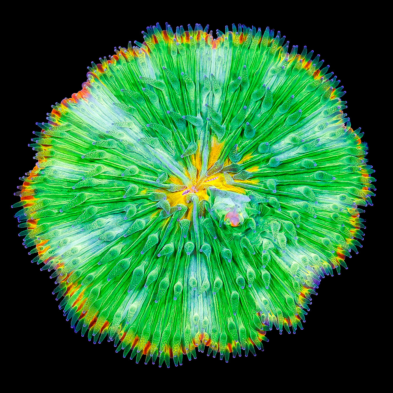 Emerald City Fungia Plate Coral