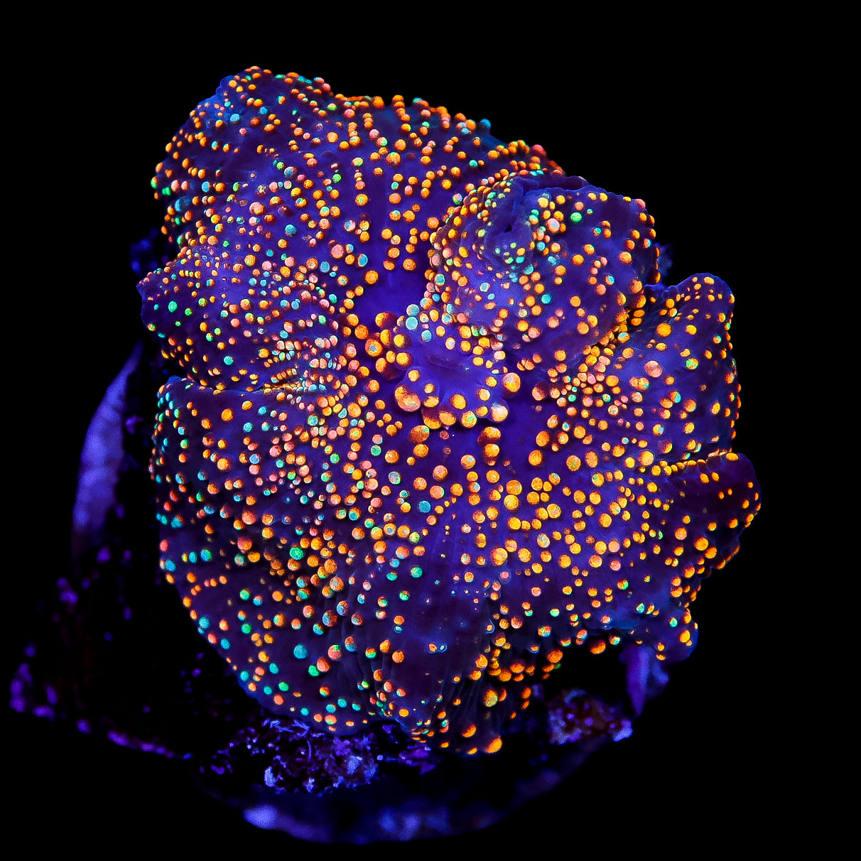 Aussie Interstellar Mushroom