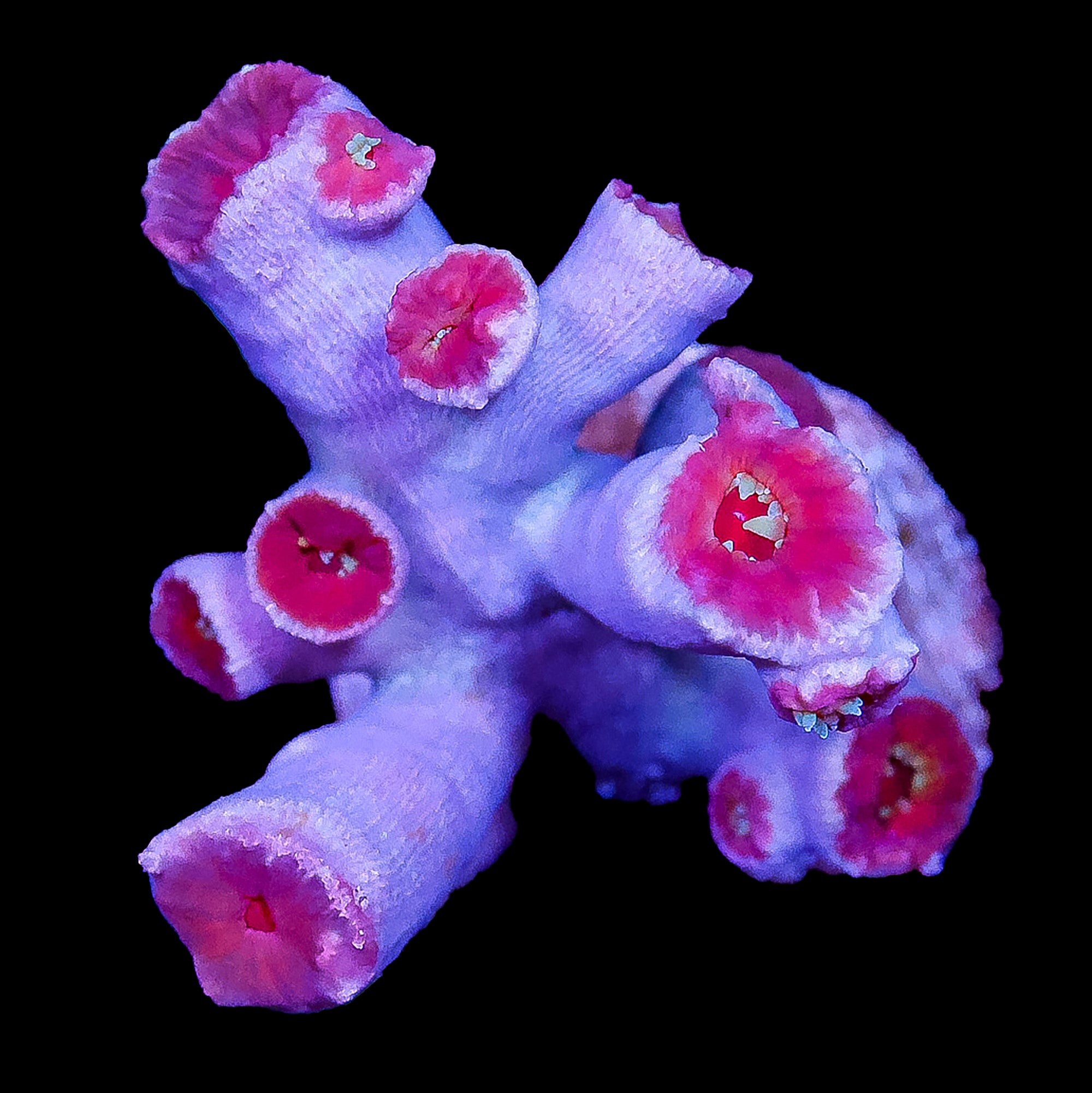 Aussie Dendrophyllia Coral