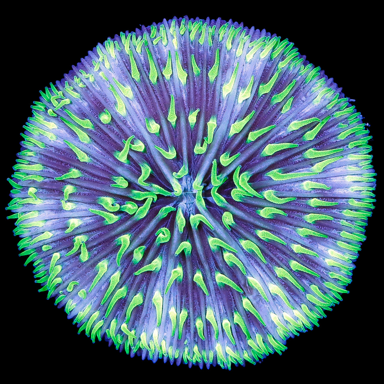 Neon Polyp Aussie Fungia Plate Coral