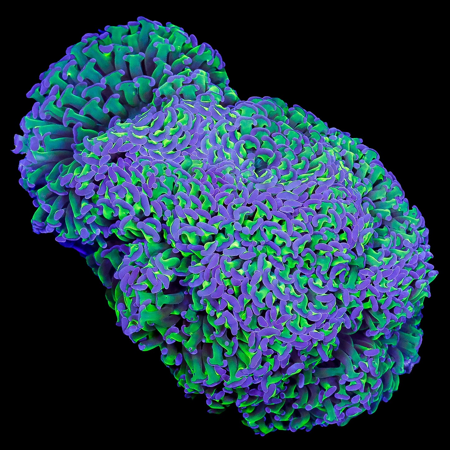 Purple & Green Wall Hammer Coral Colony