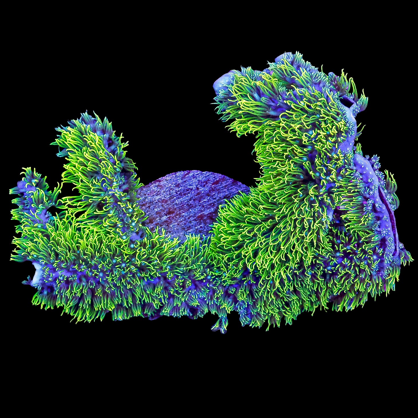Branching Green Star Polyp Colony