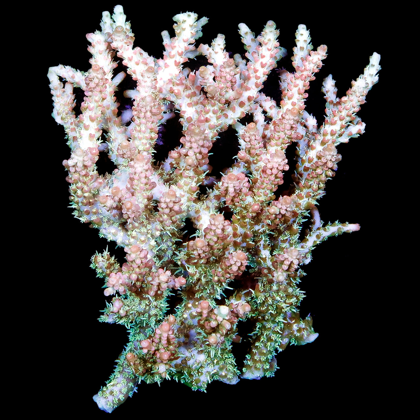 Hairy Habanero Acropora Coral Colony