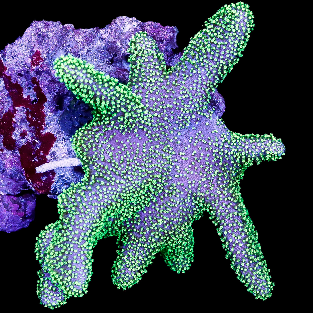 Neon Aussie Crown Leather Coral