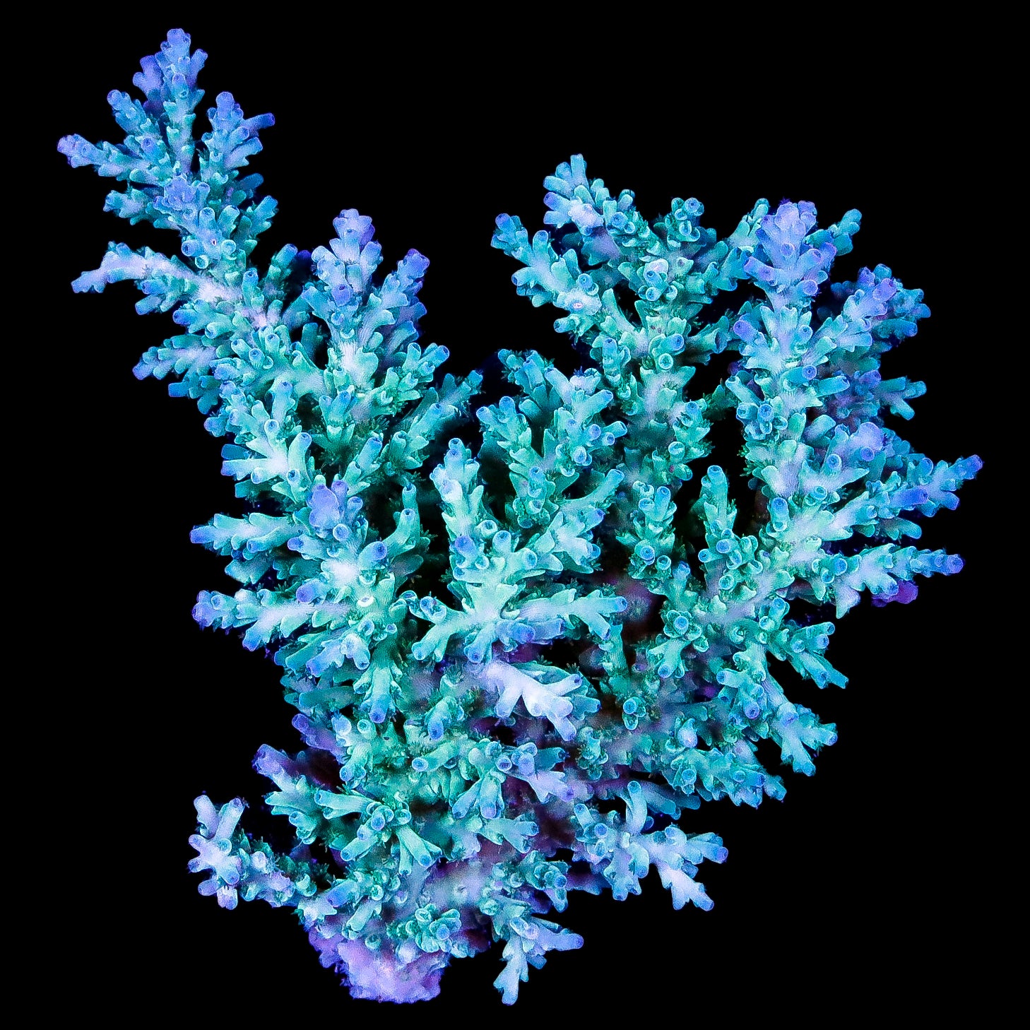 Ultra Aussie Ice Fire Echinata Acropora Coral Colony