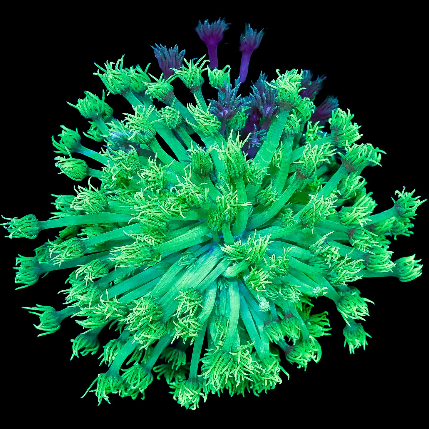 Neon Aussie Goniopora Coral Colony