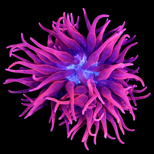 【Anemone】 WA Rainbow Bubble Tip Anemone - Entacmaea quadricolor