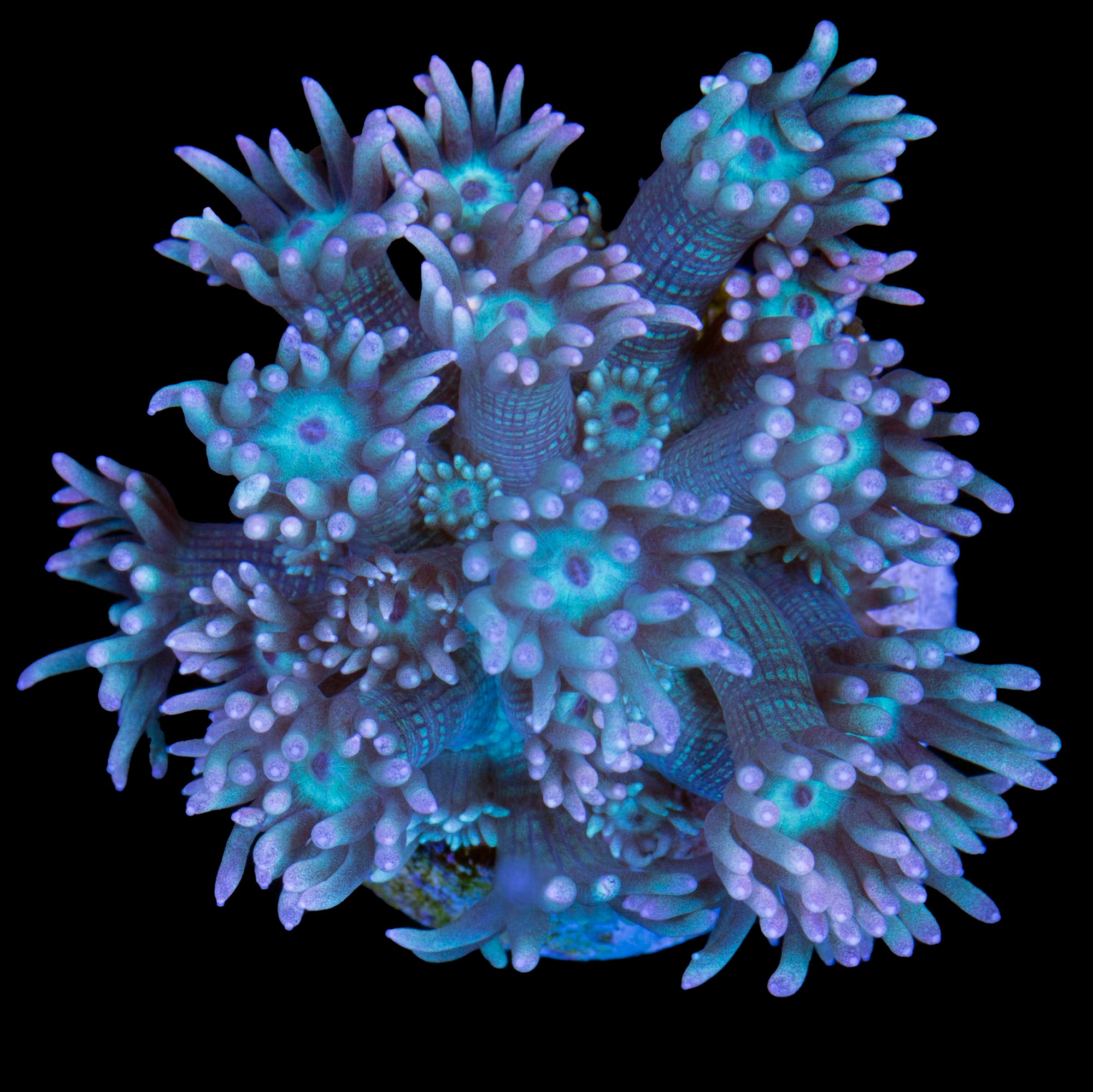 Vivid's Blueberry Goniopora Coral
