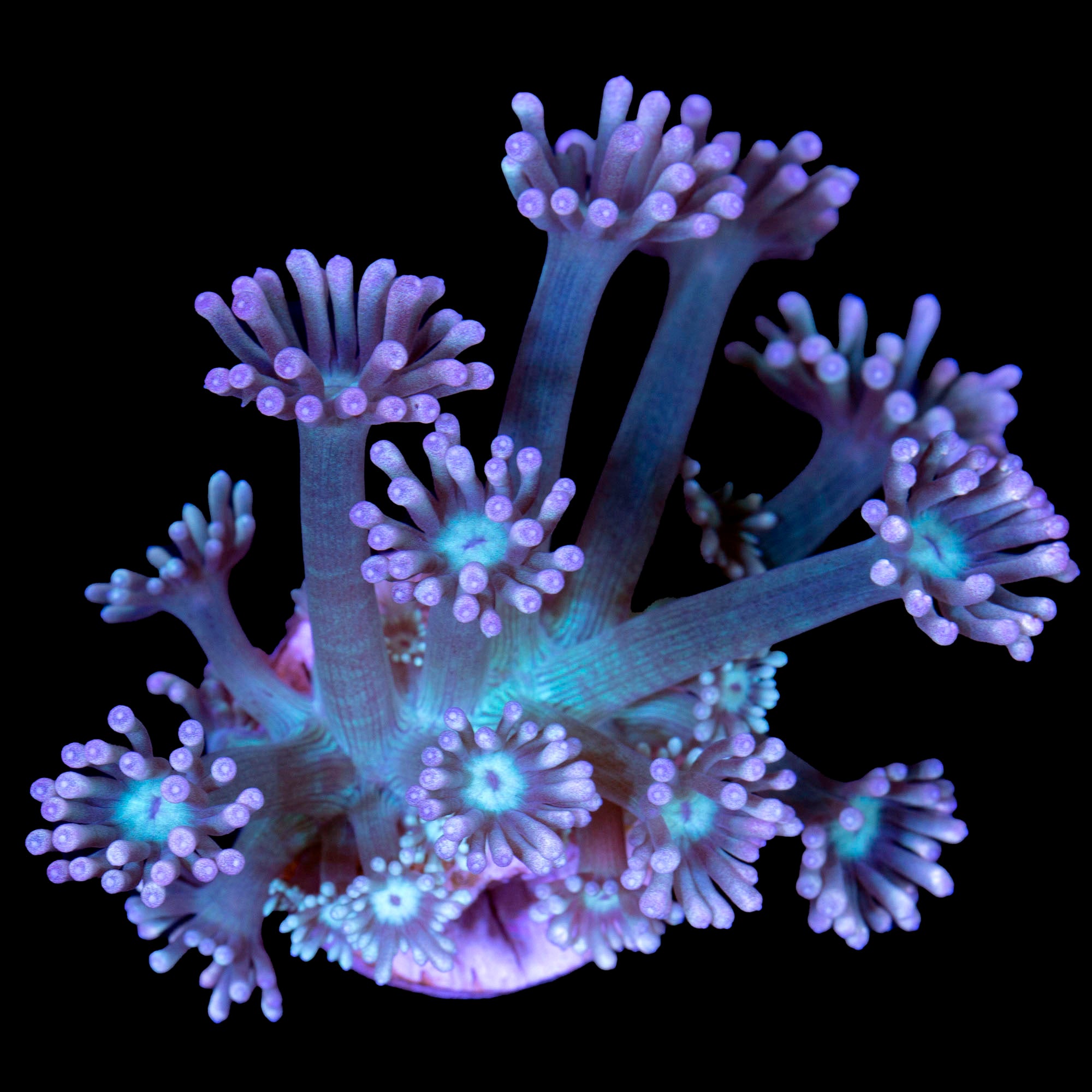 Vivid's Blueberry Goniopora Coral