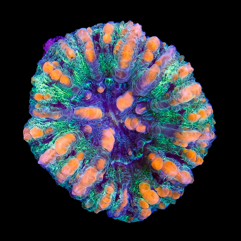 Ultra Aussie Button Scolymia Coral