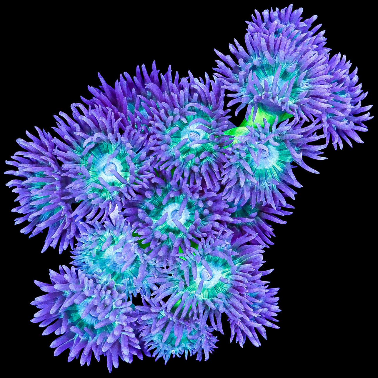 Neon Green Duncan Coral Colony