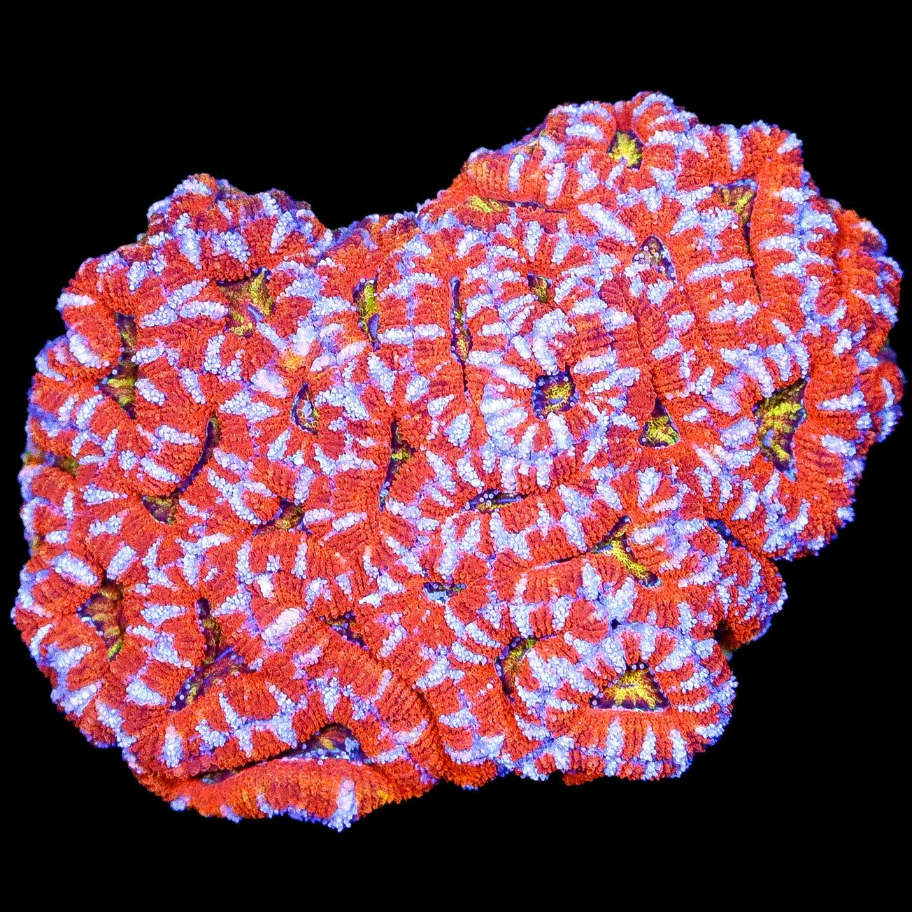 Ultra Rainbow Acan Lord Coral Colony