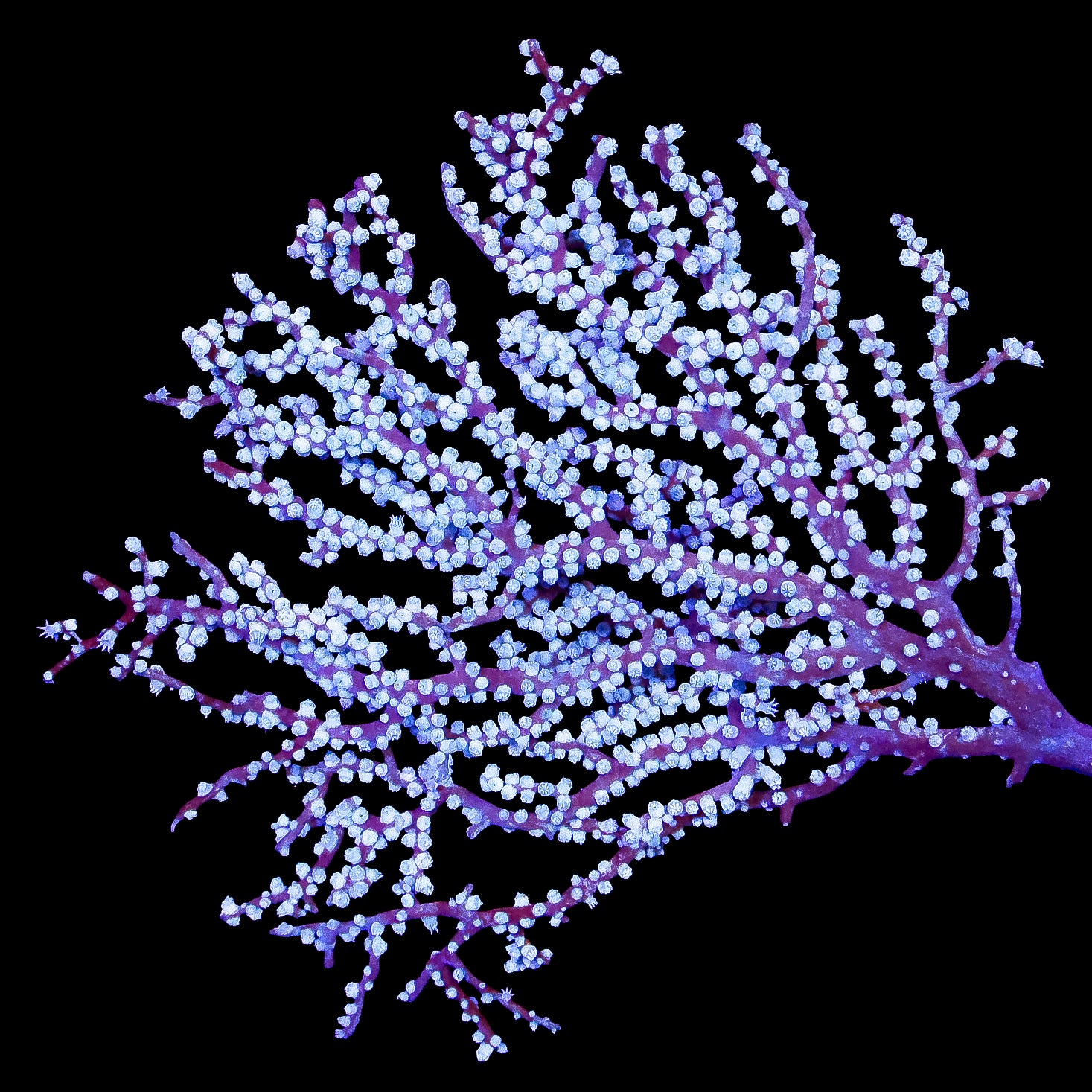 Blueberry Gorgonian