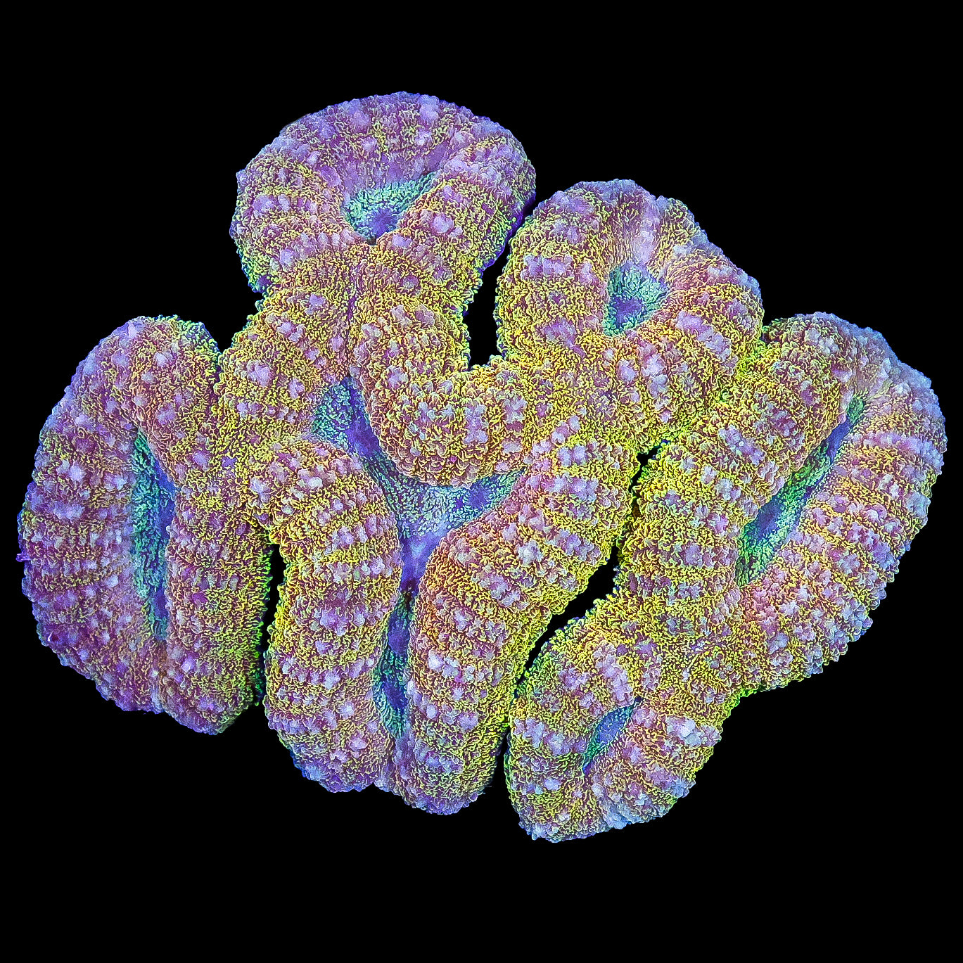 Ultra Aussie Lobophyllia Coral
