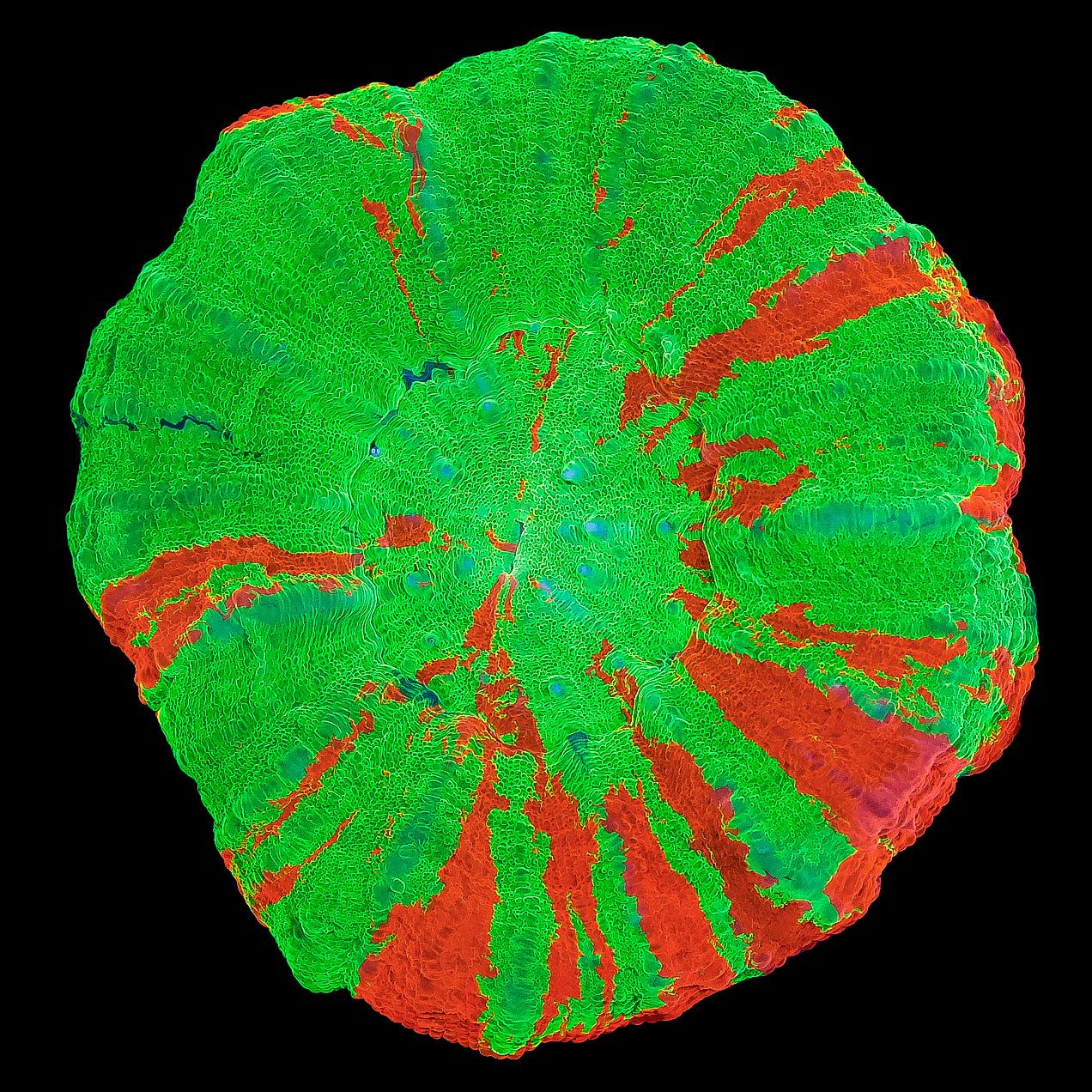Bleeding Apple Scolymia Coral