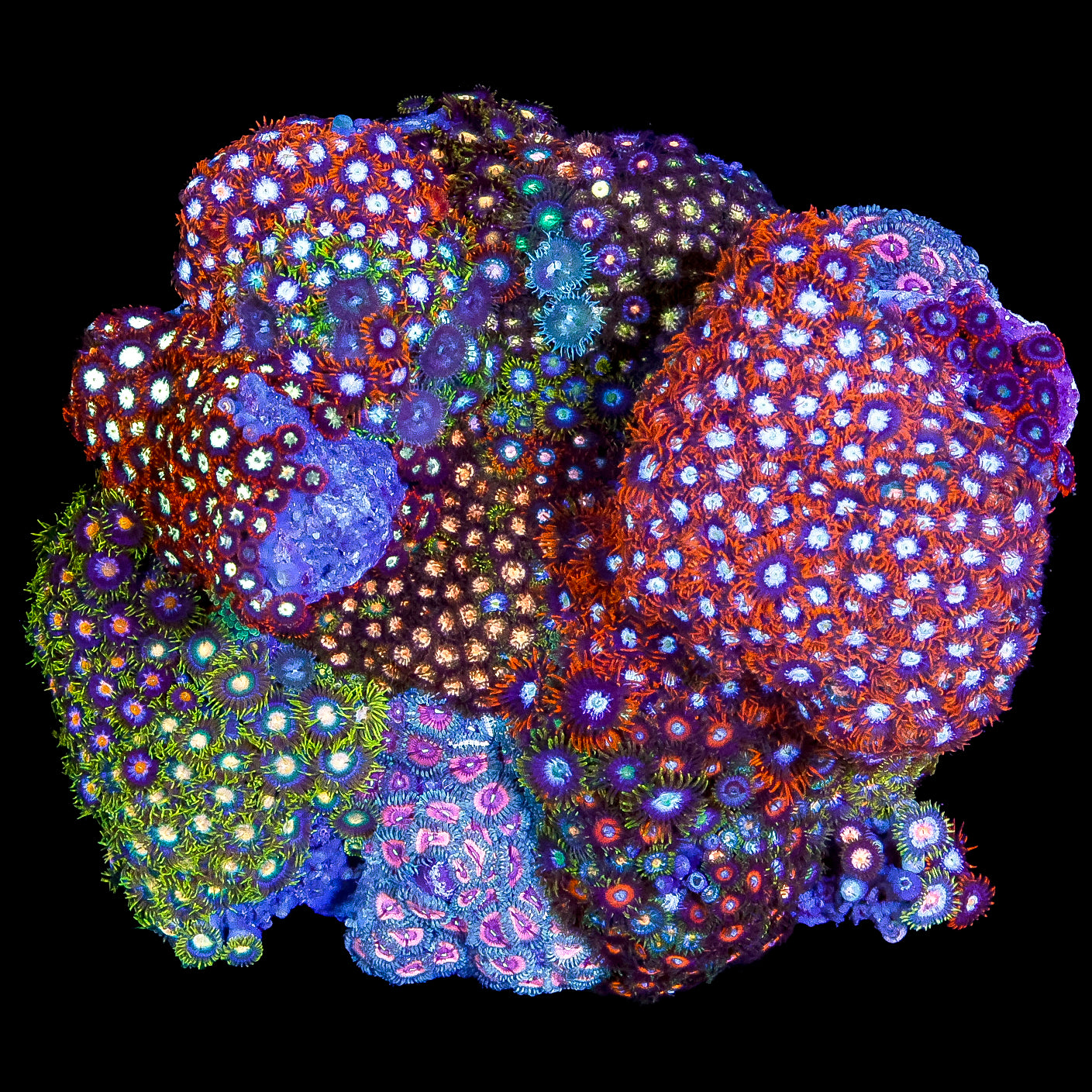 XXL Rainbow Zoanthid Colony
