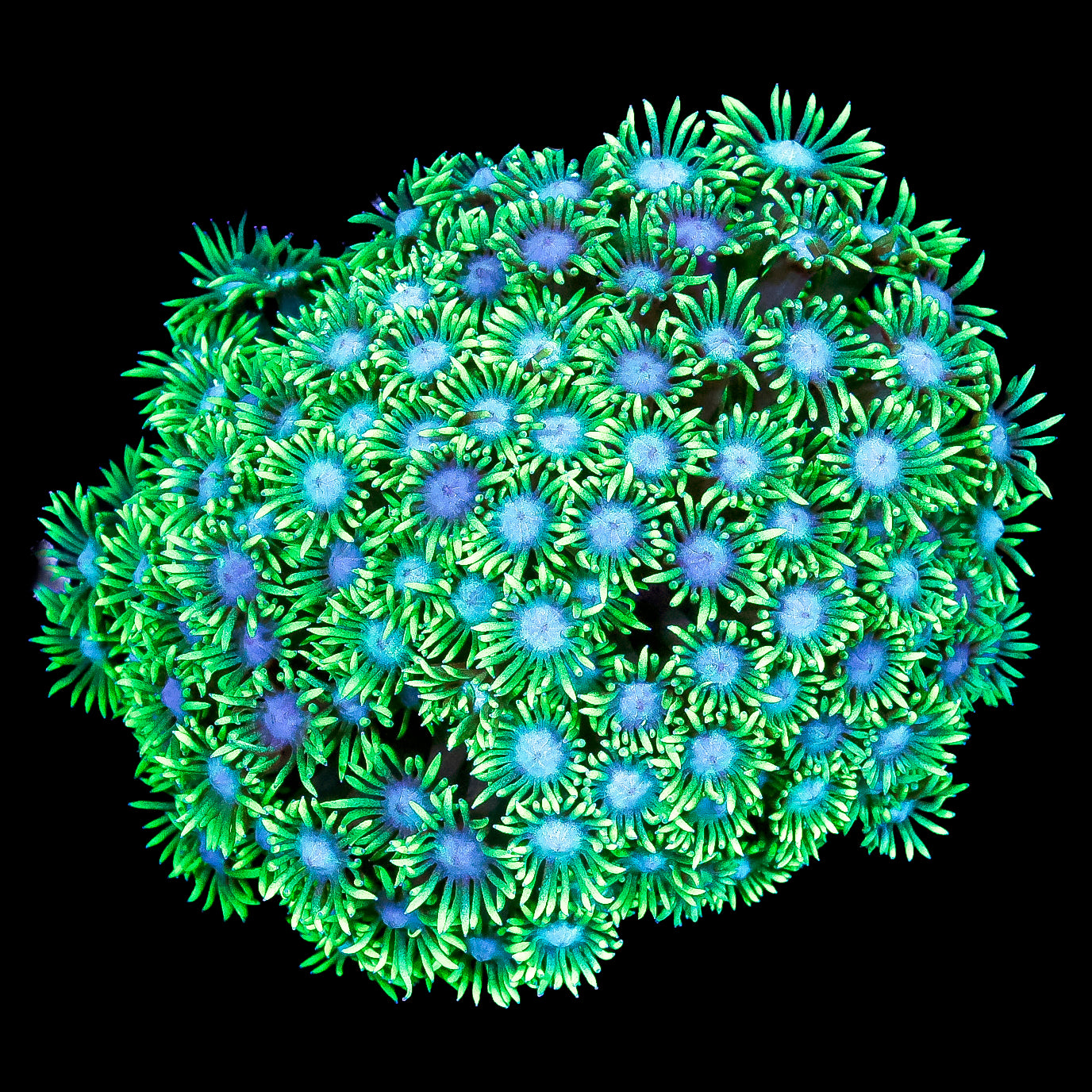 Blue Eye Toxic Goniopora Coral Colony