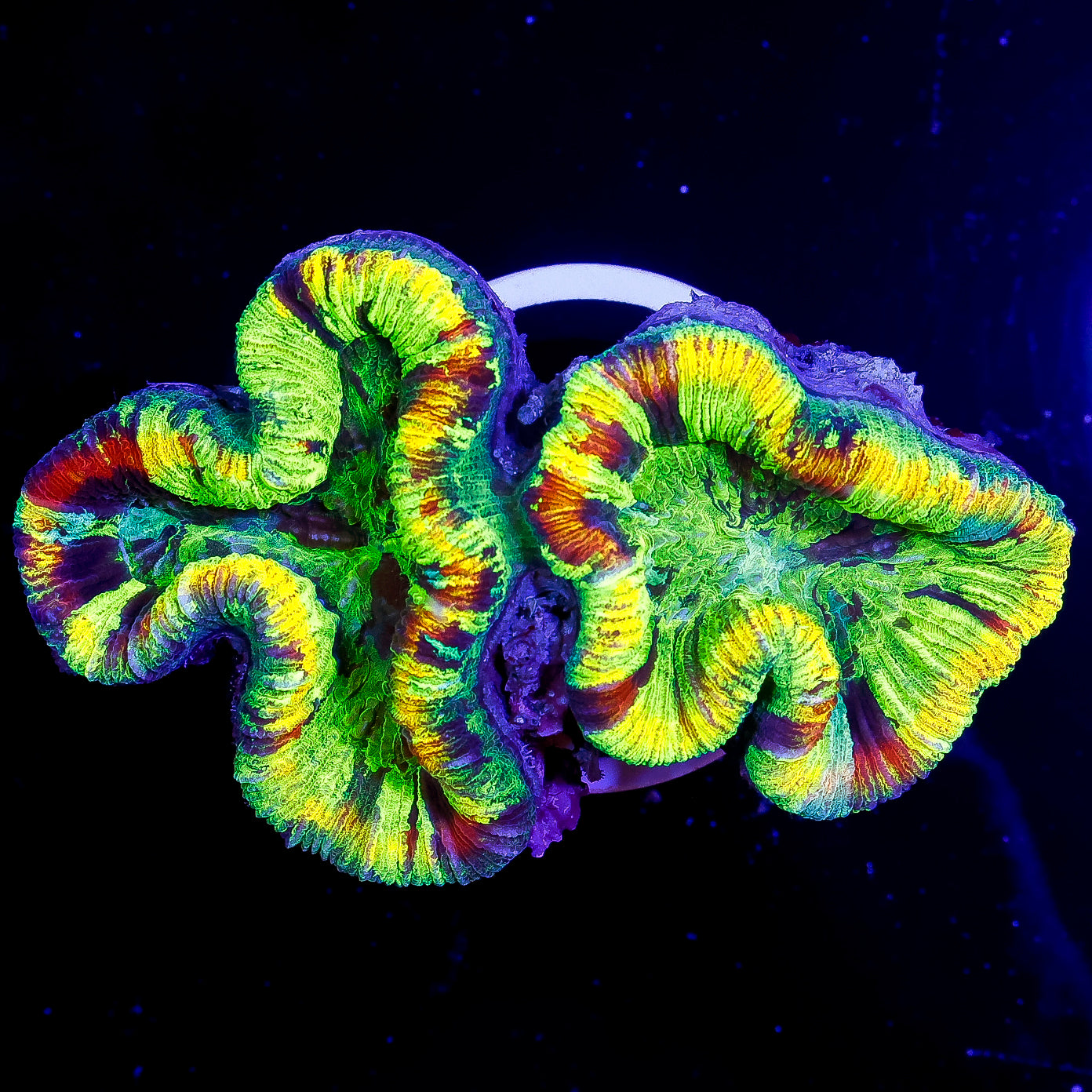 Ultra Hot Aussie Trachyphyllia Coral