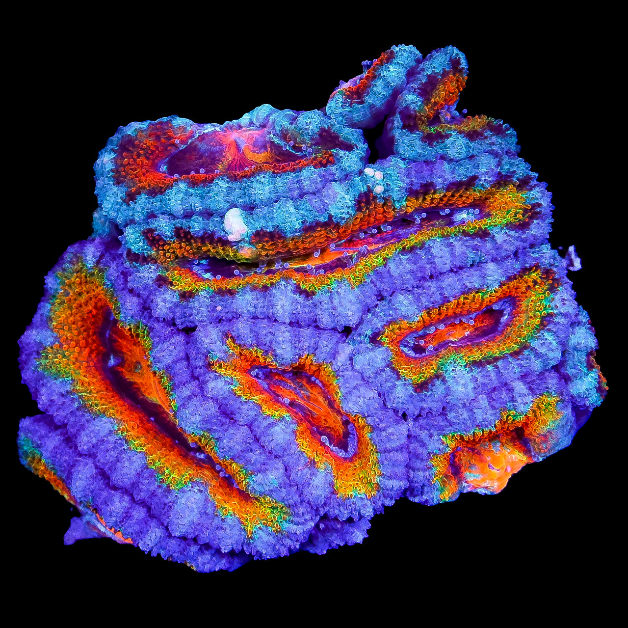Rainbow Acan Coral Mini Colony